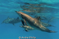 a spinner dolphin family in a lagoon of sataya - egypt by Andre Philip 